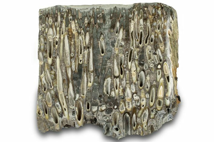 Polished Fossil Teredo (Shipworm Bored) Wood - England #314522